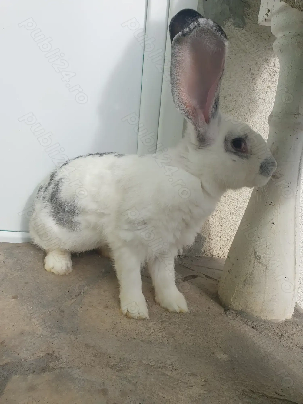 Vand un femela metis fluture german 