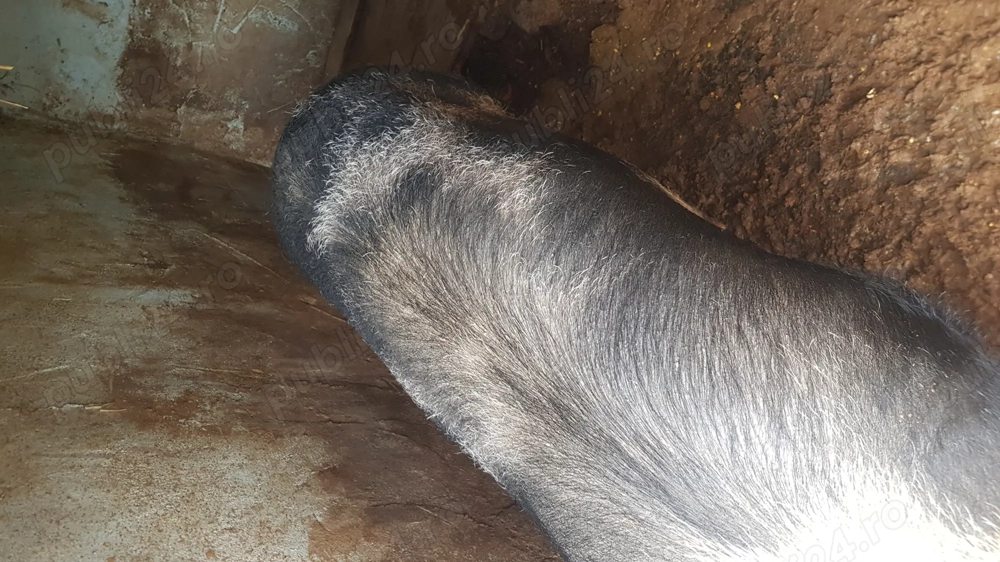 Porc jumate de vanzare