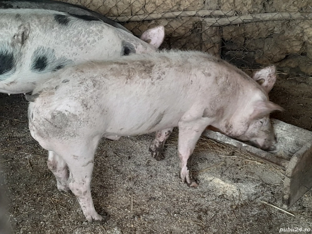 porci aproximativ 50 kg pentru la anul de Crăciun 