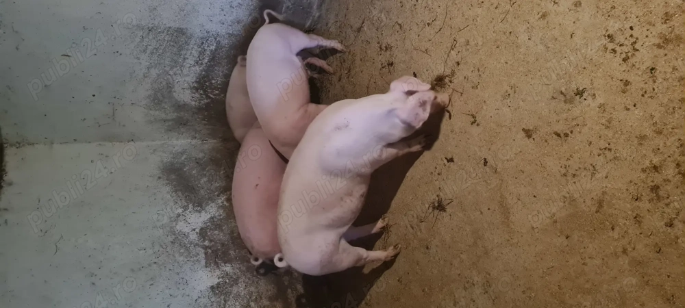 Porci Landrace 60-90kg