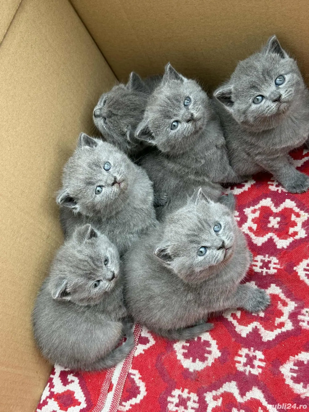 British Shorthair Blue 