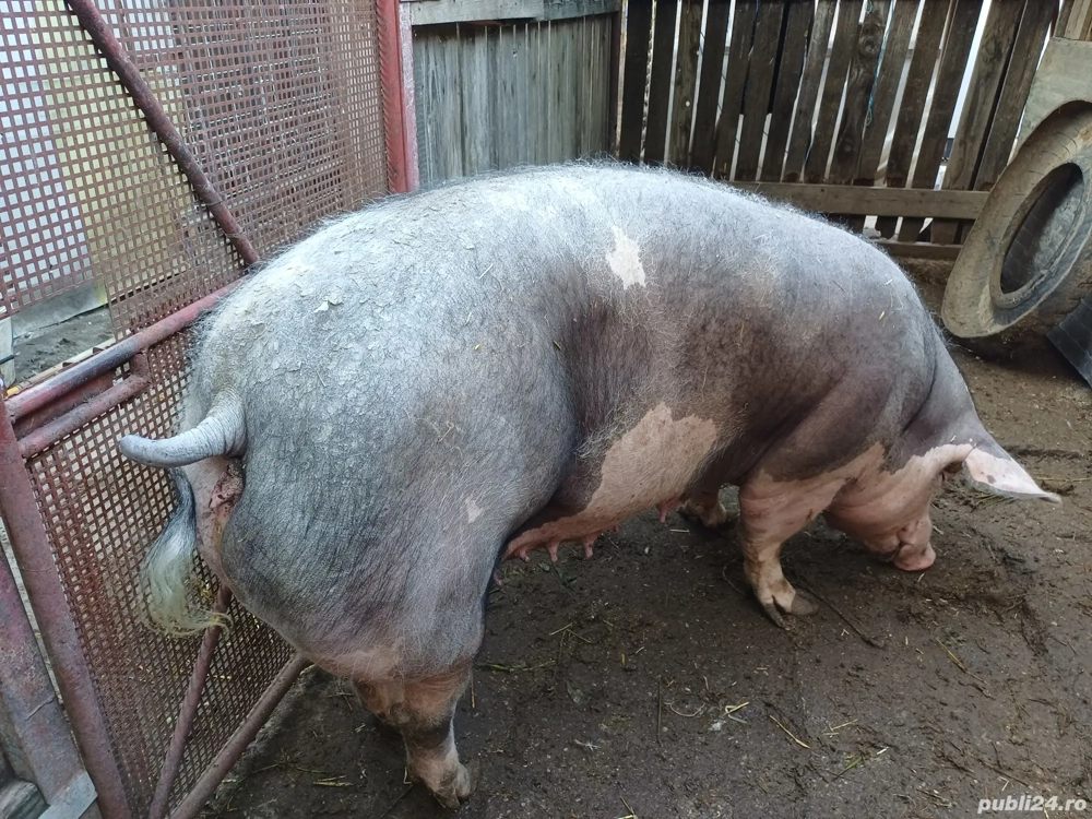 Porc mare, rasa de carne