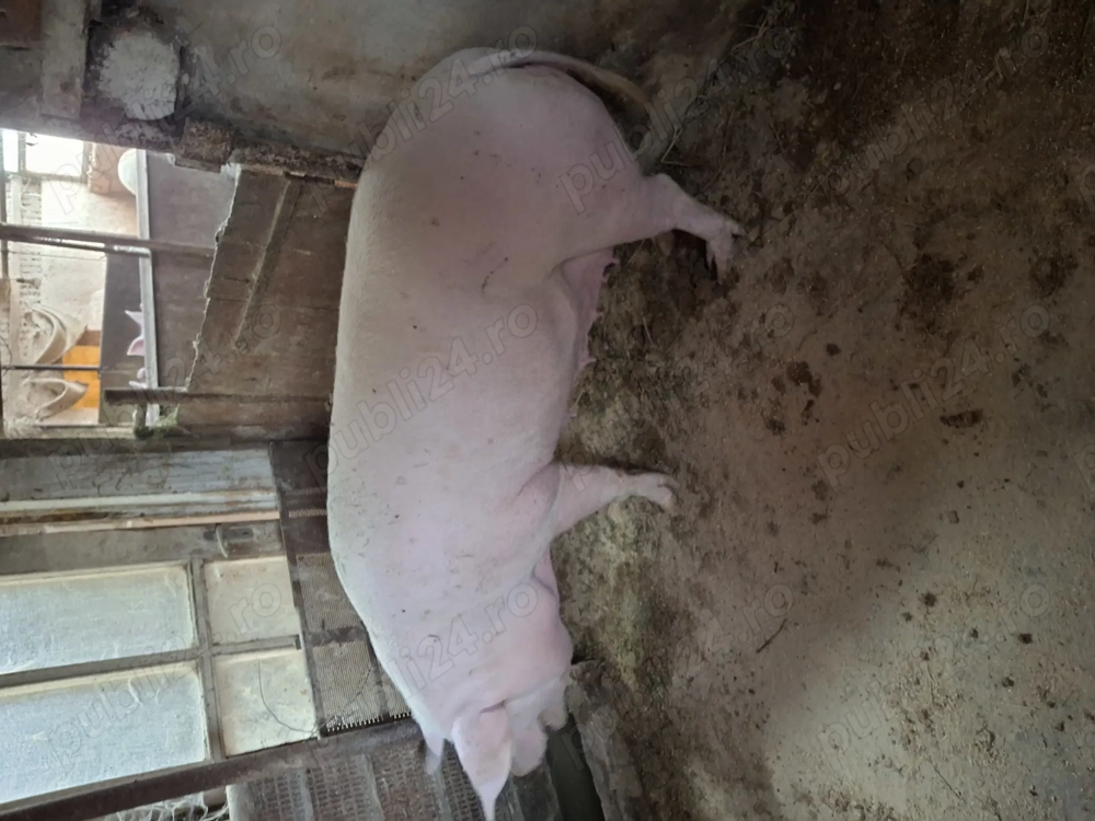 Scroafa de vanzare 250-270 kg