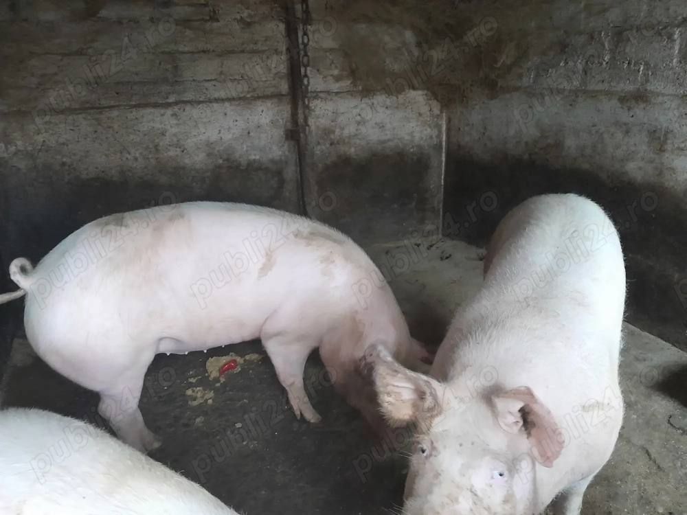 Vand jumate porc pt. Craciun