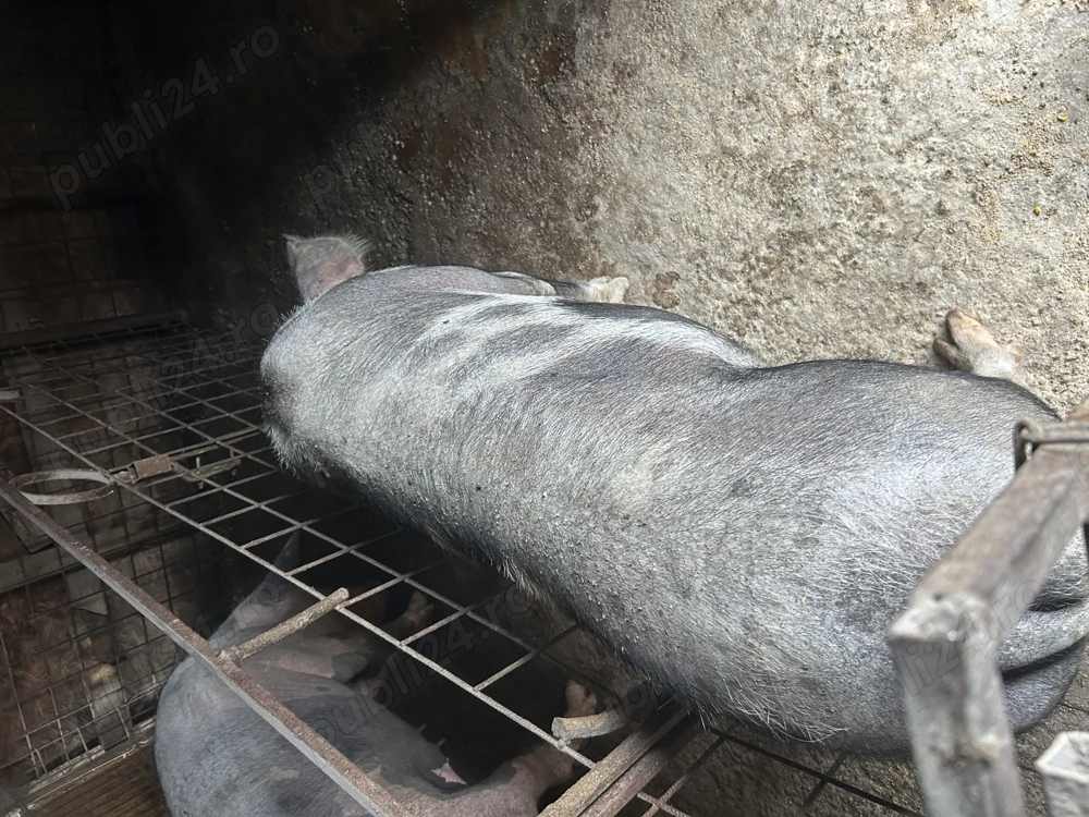 Porci jud Olt Balteni 