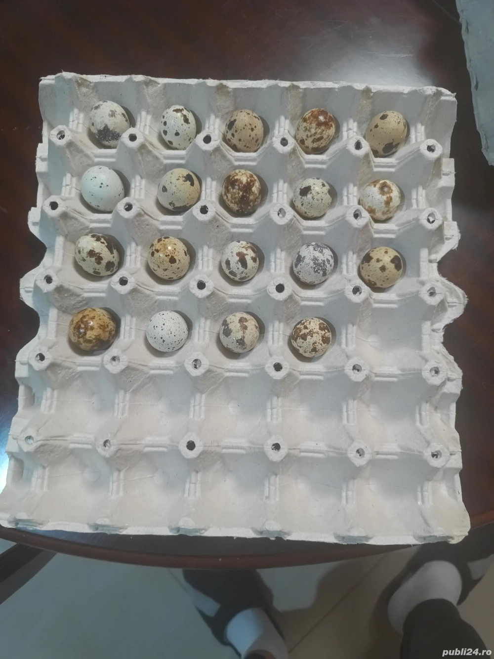 oua pentru incubat de prepelita Polare
