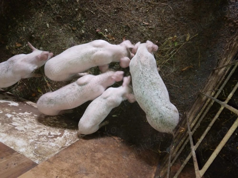 De vanzare.mai multe detalii l nr  