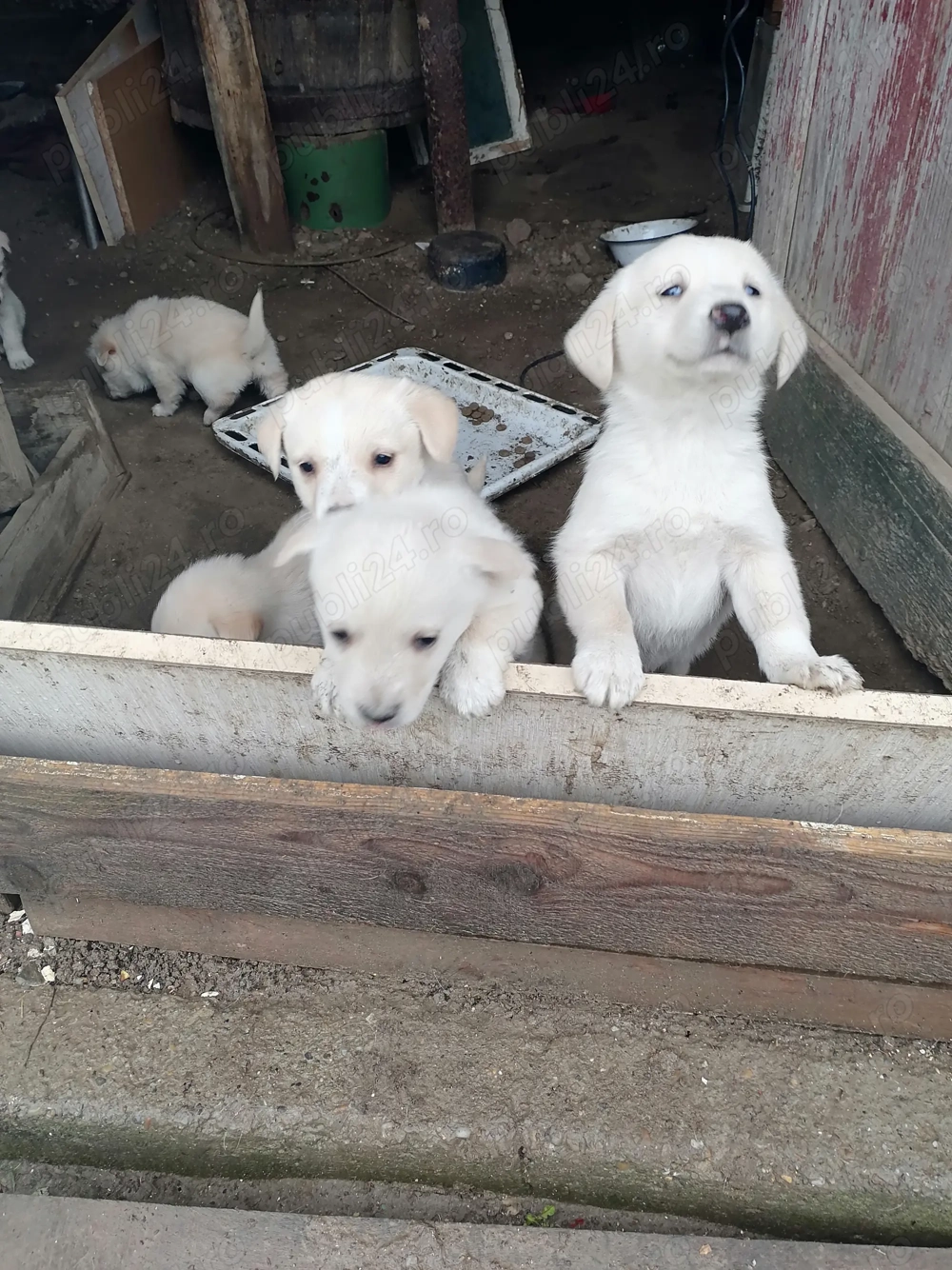 Donez căței metis vârstă o luna jumătate 