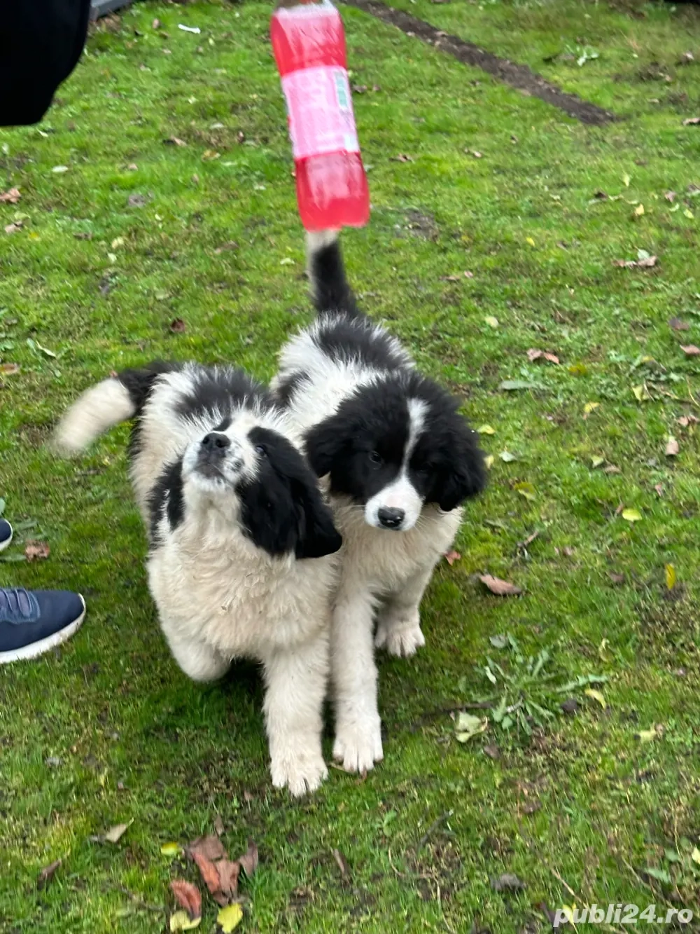 Vand carelusa ciobanesc de bucovina