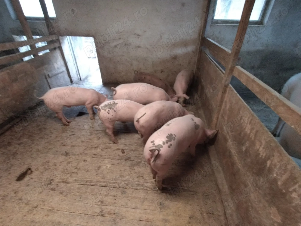 Purcei de vânzare 