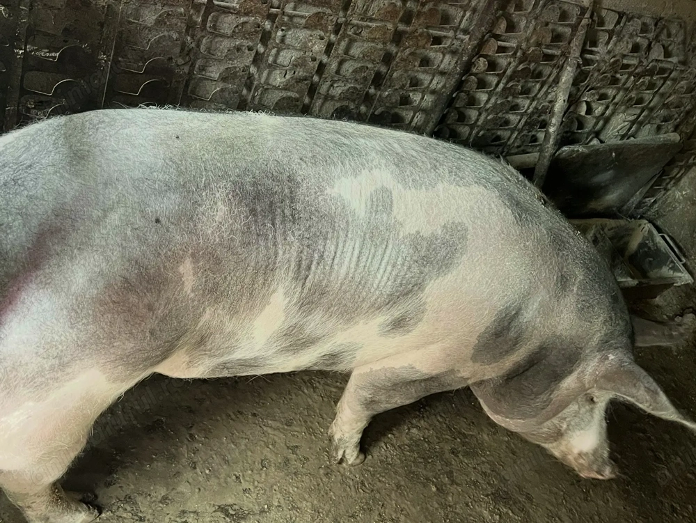 Vând porc crescut în propria gospodărie