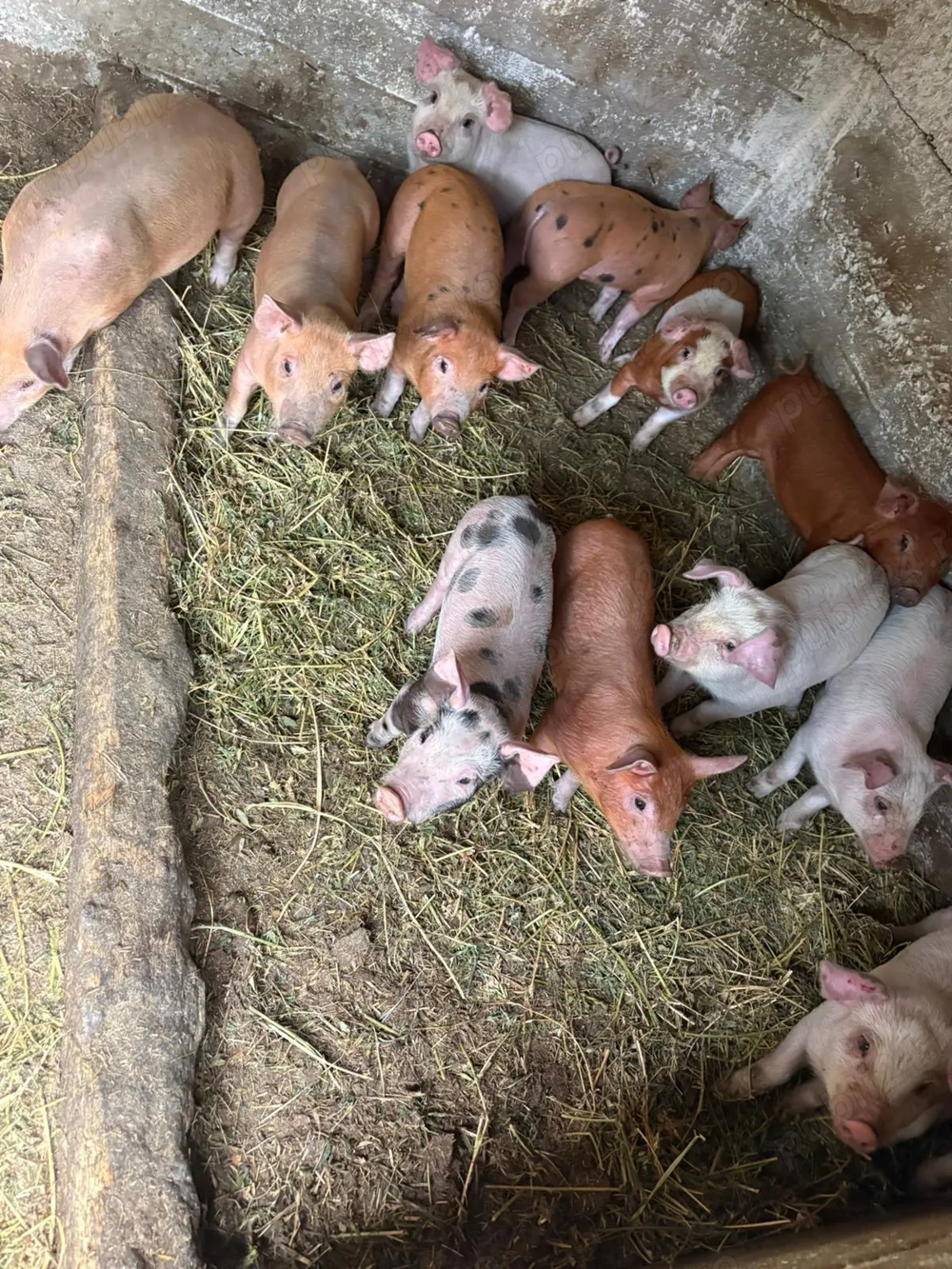 Purcei de vânzare 6 săptămâni, masculi castrați, colți tăiați fieru dat