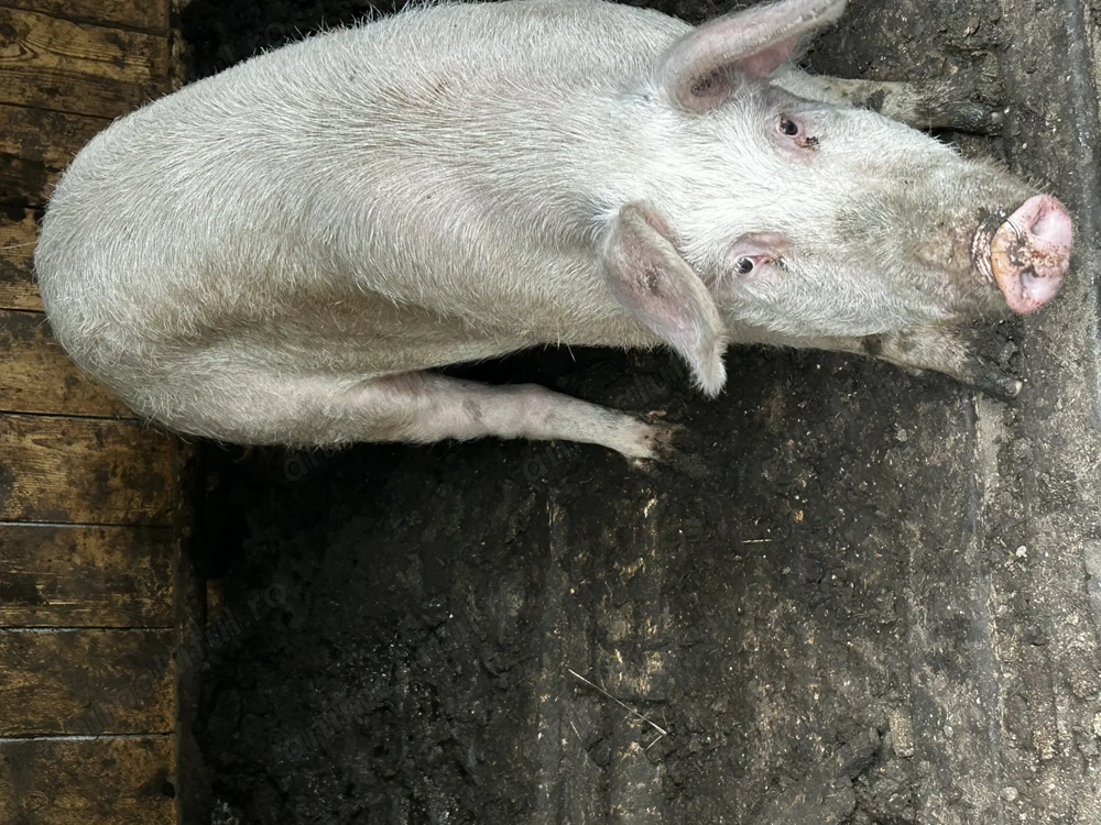 Vand porci de craciun 