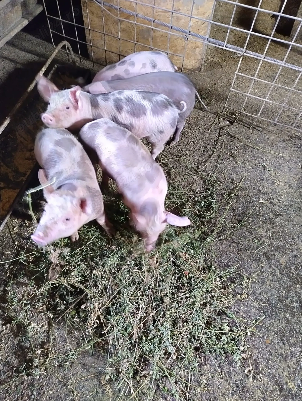 Purcei petrean de vanzare-5 bucati