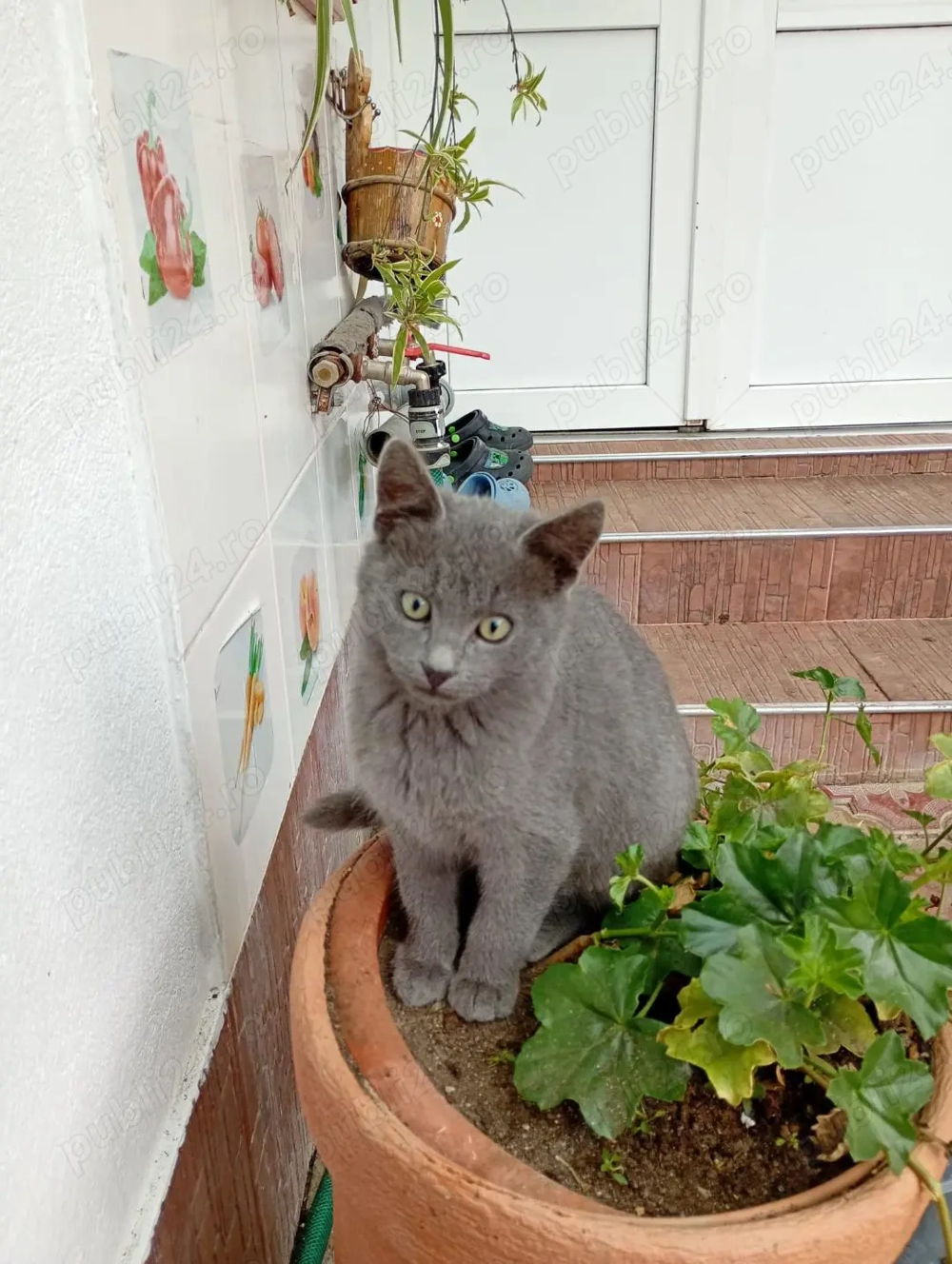 puiuti rasa Albastru de Rusia