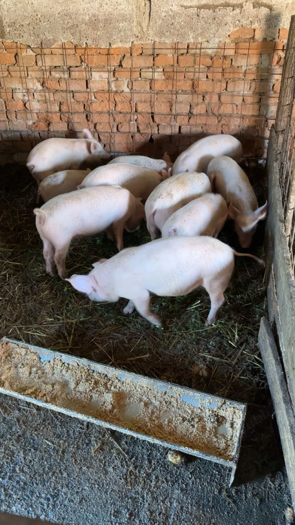 Vând Purcei de 4 luni