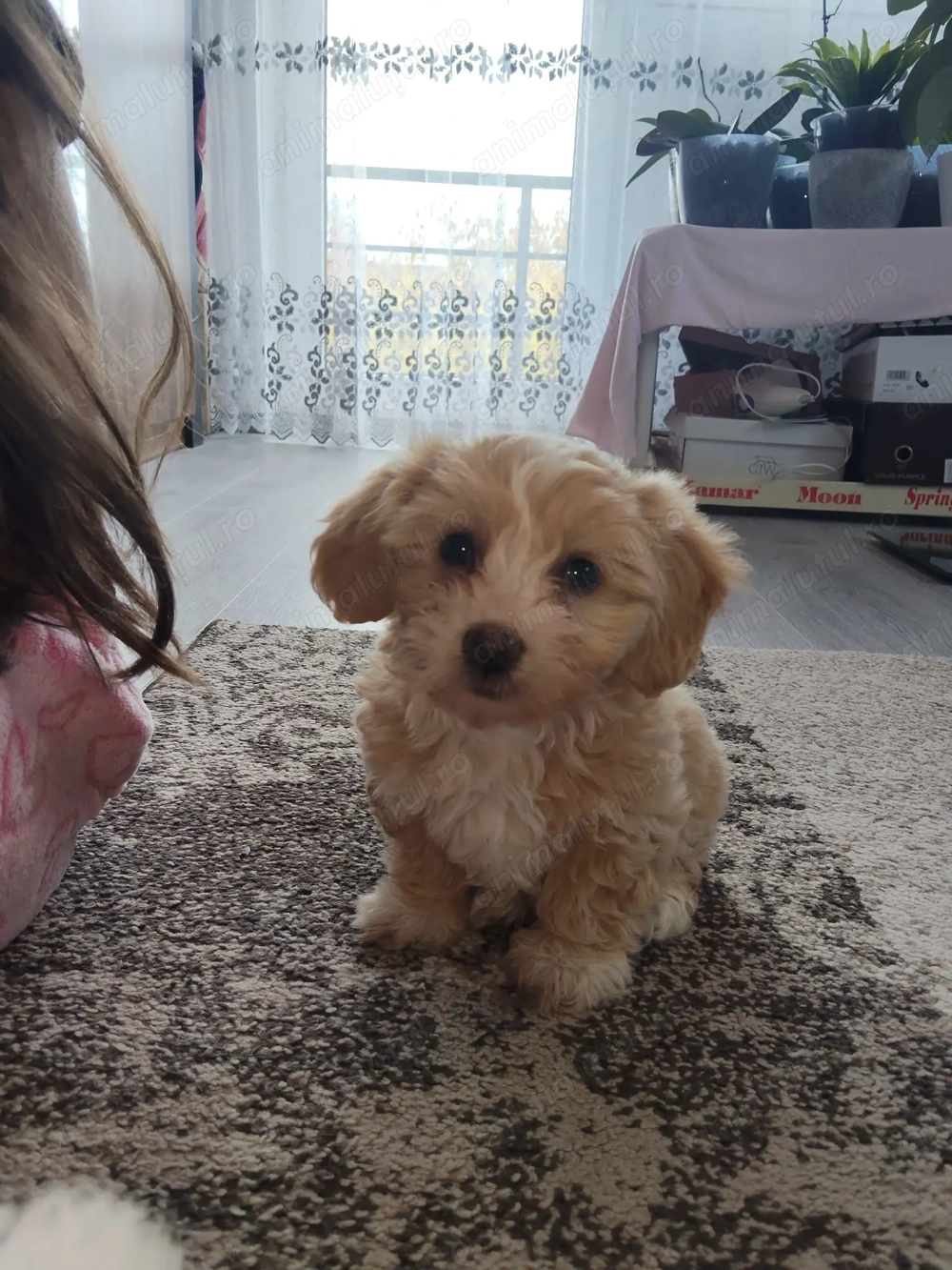 Bichon Havanez de vânzare!