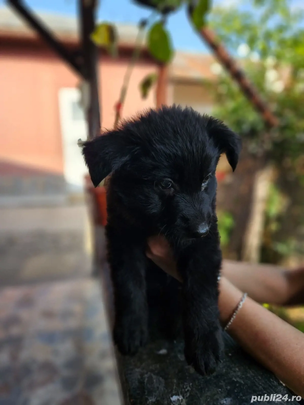 Ciobanesc german negru 