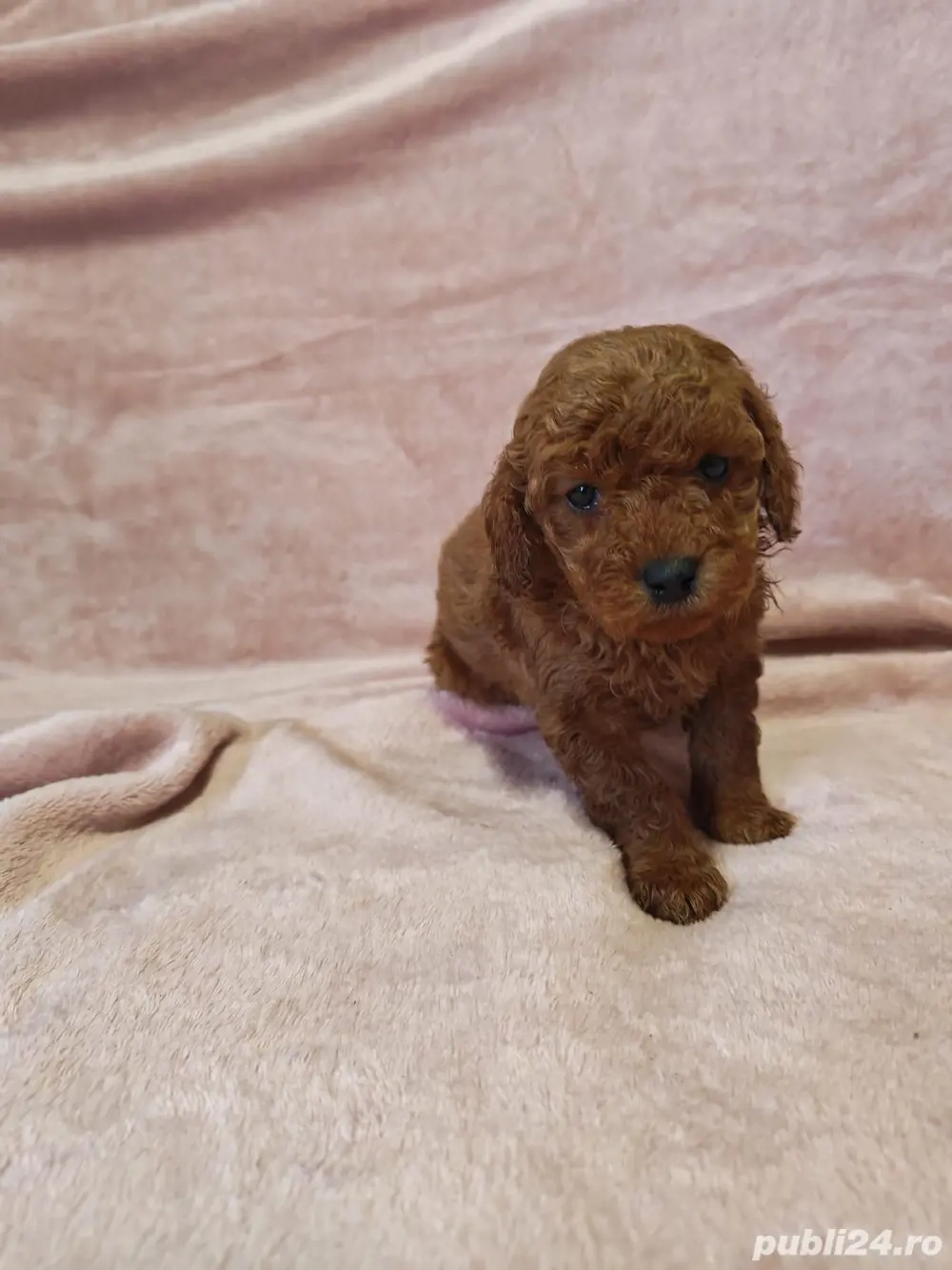 Vând căței pudel roșu