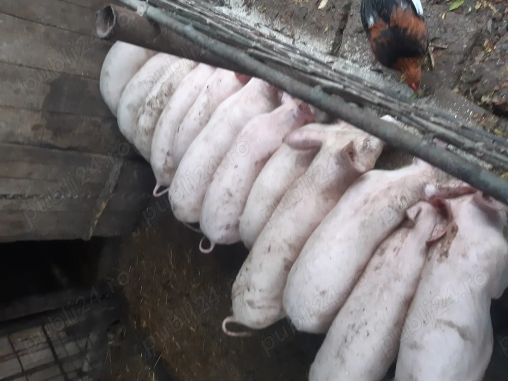 Disponibili, 25-30 kg!