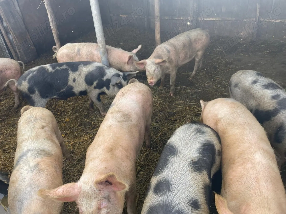 Porci de vanzare Marele Alb