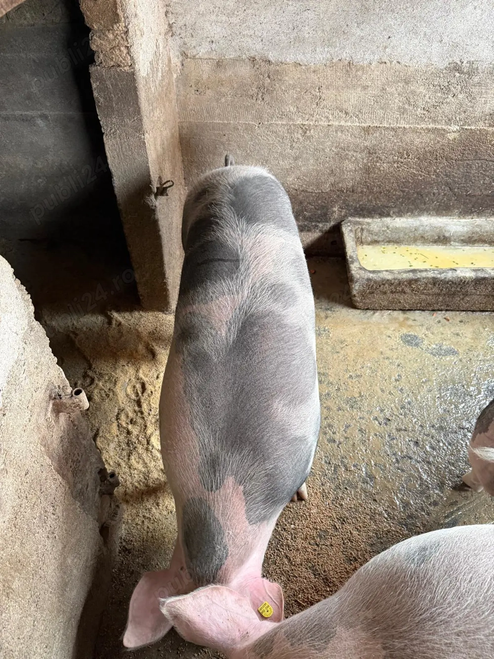 Porci de vânzare   crescut în gospodărie