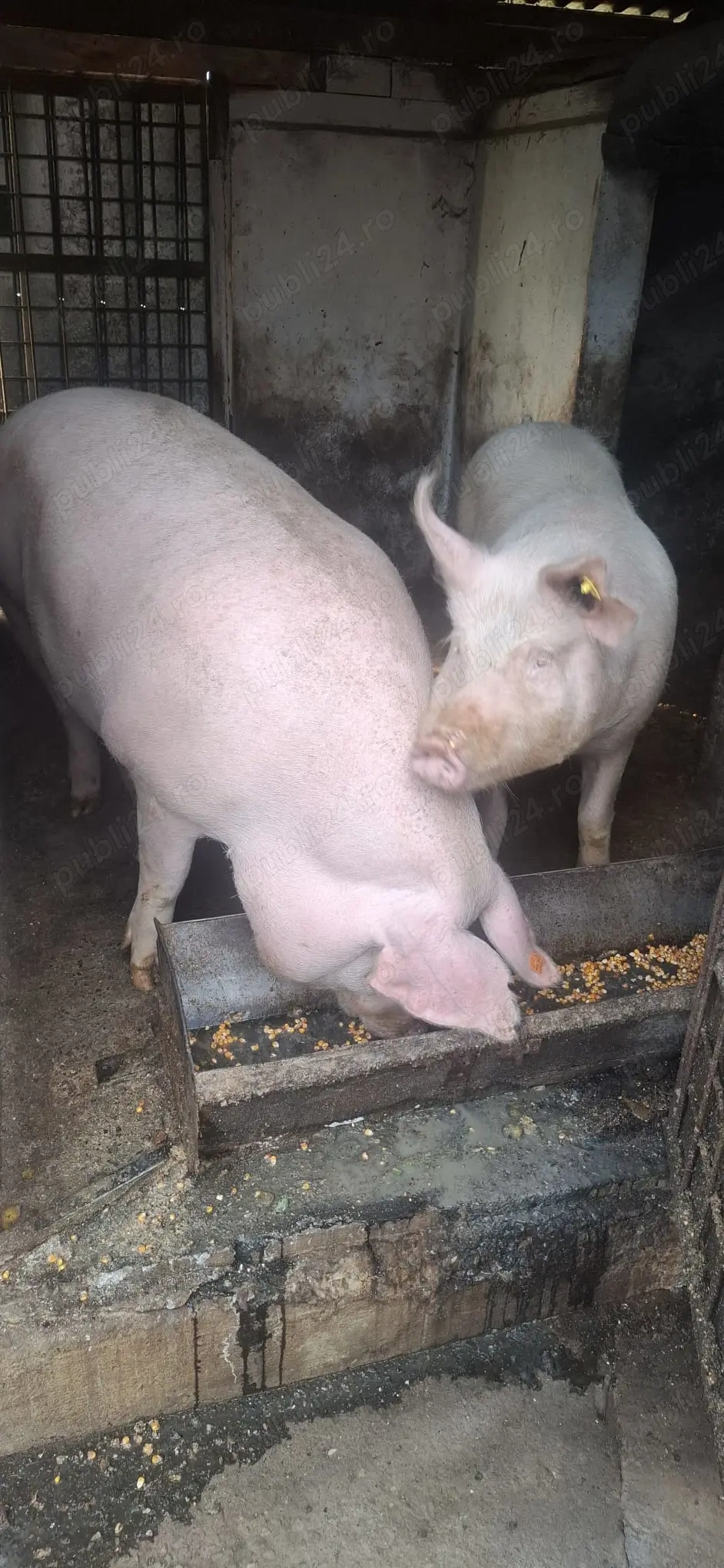 Vand un porc de preferat cel mai mic. 15 kg.