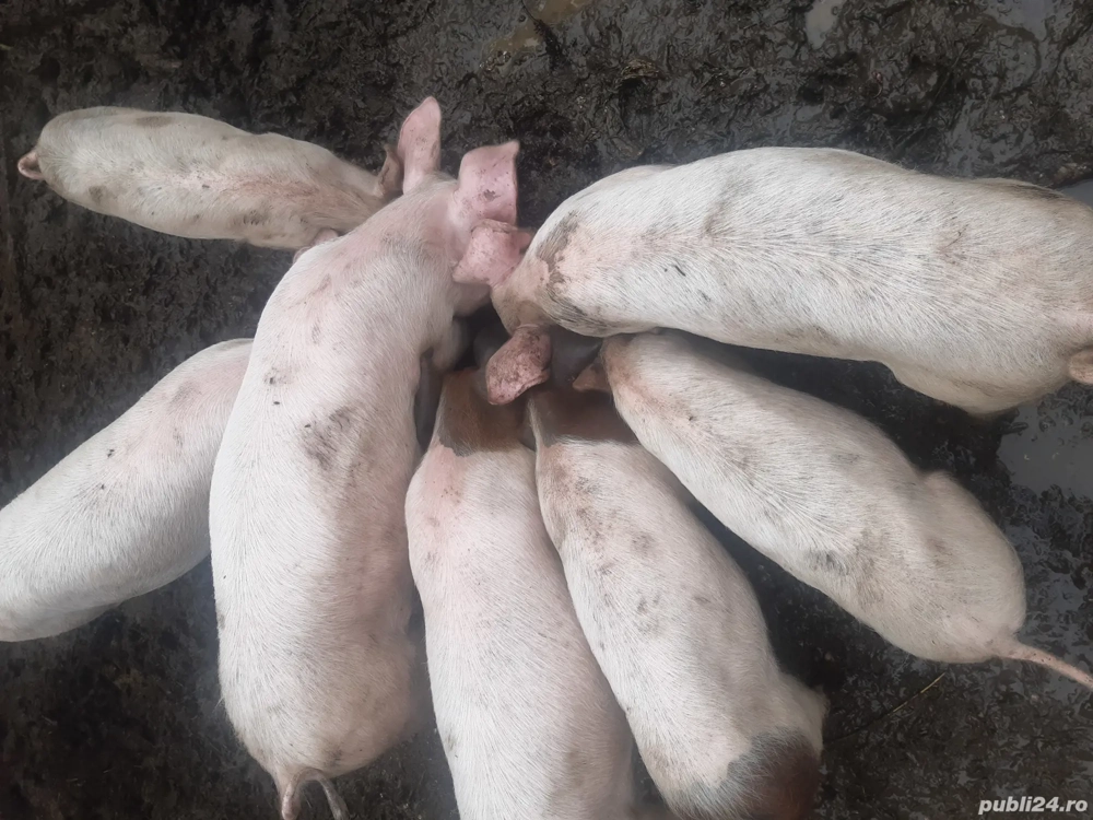 Purcei  si de protap