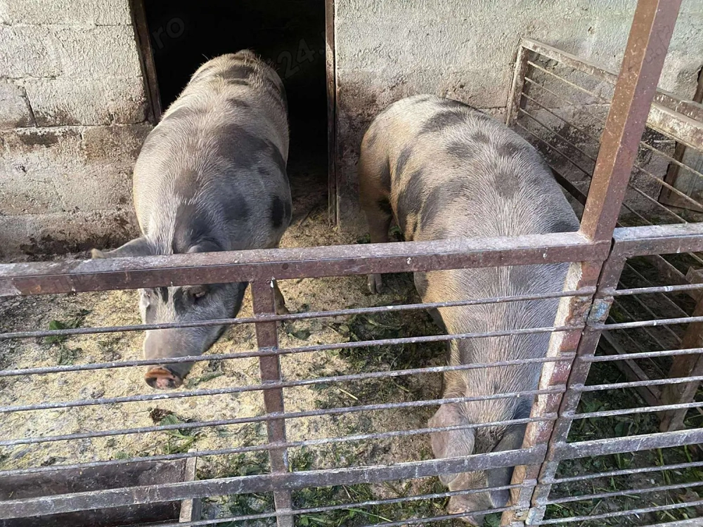 Porc de vânzare crescut în gospodărie