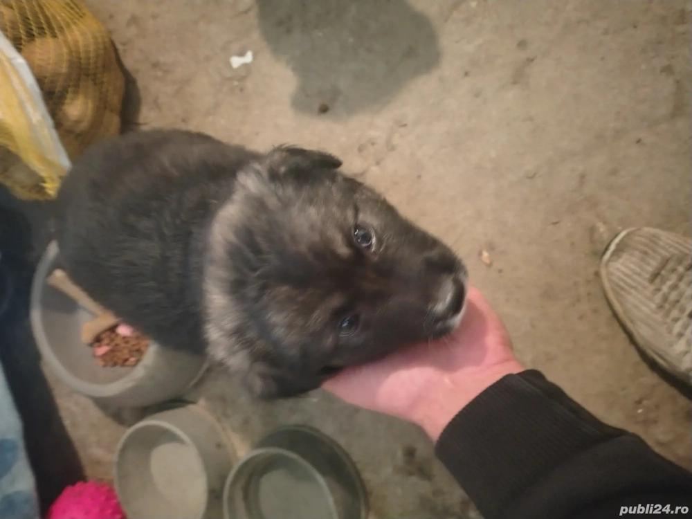 Donez pui Ciobanesc de carpatin 