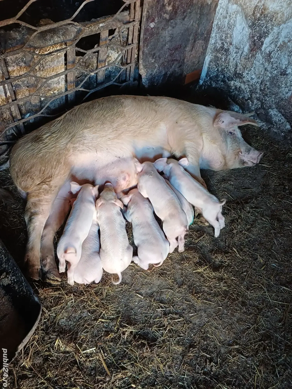 vand scroafa cu purcei