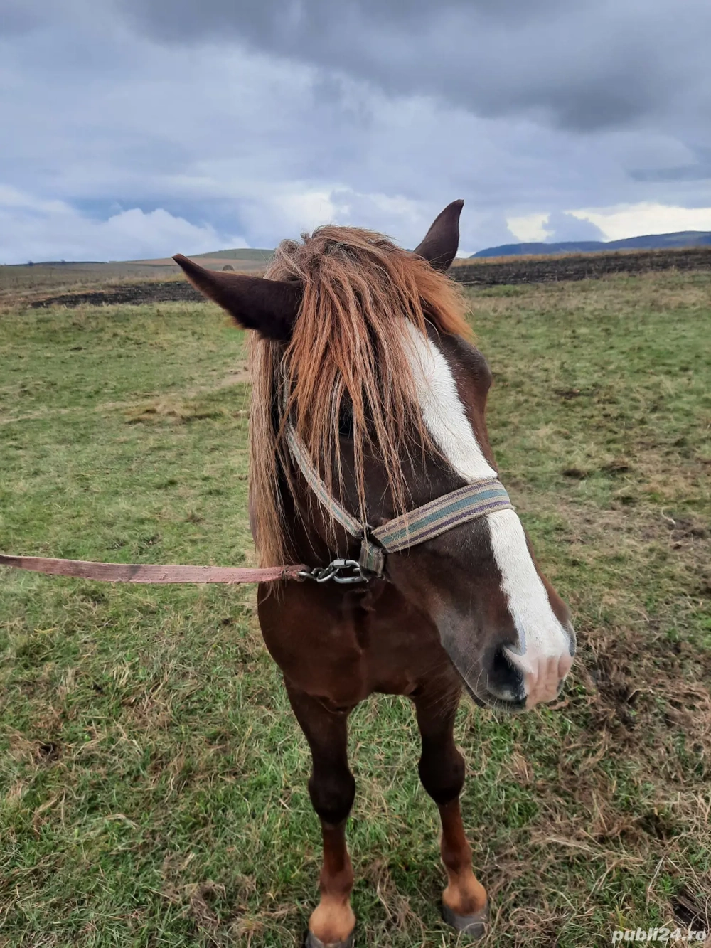 Vând mânz ciocolatiu, armăsar, 2.5 ani, cu cip și pașaport 