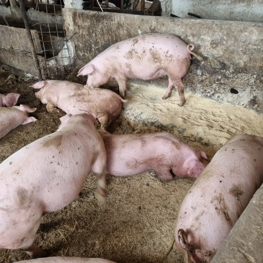 Vând porcii crescuți Bio ! 