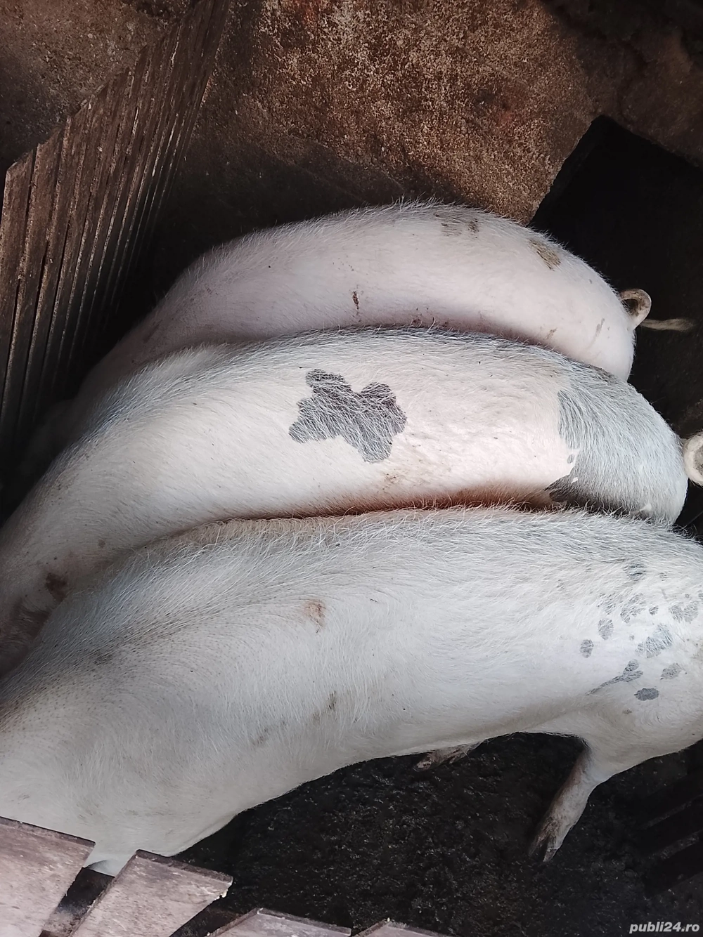 Vând porci crescuți de țară 