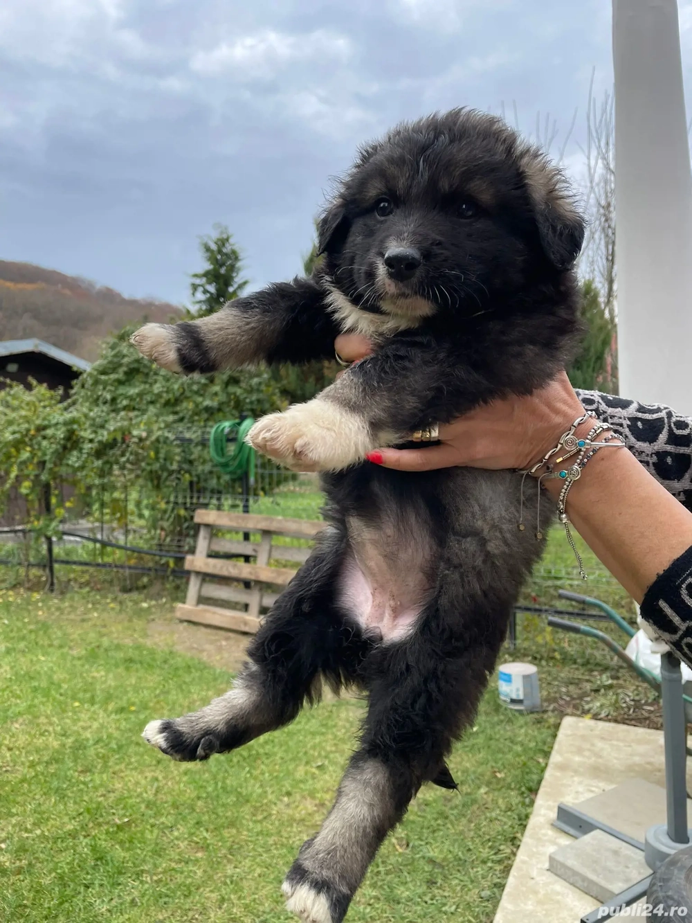 vand ciobanesc de bucovina