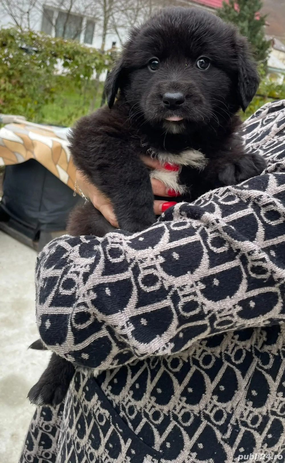 vand ciobanesc bucovina