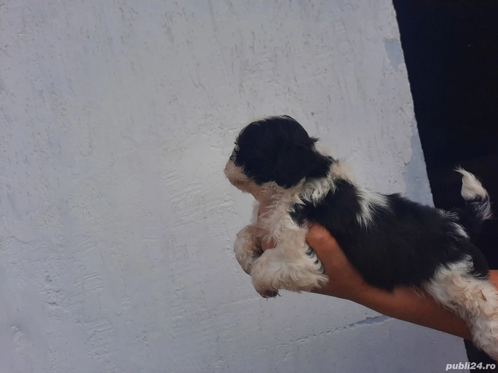 cățeluși shitzu de vânzare 
