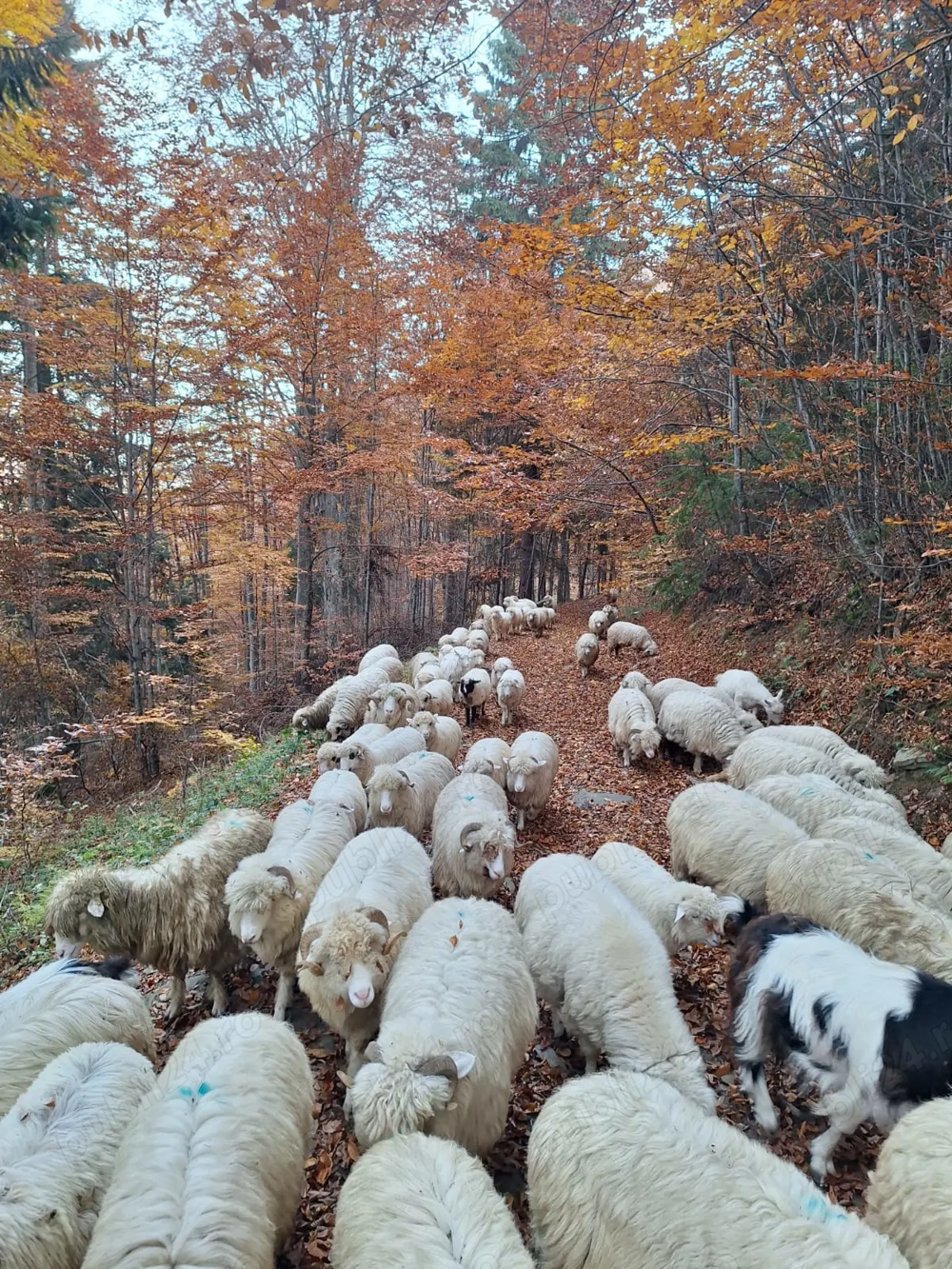 Vând oi băle tinere!