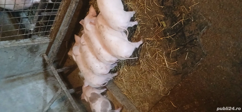 Purcei Pietrean de vânzare 