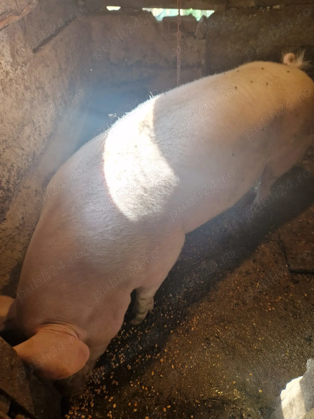 Vînd scroafa are aproximativ 200kg