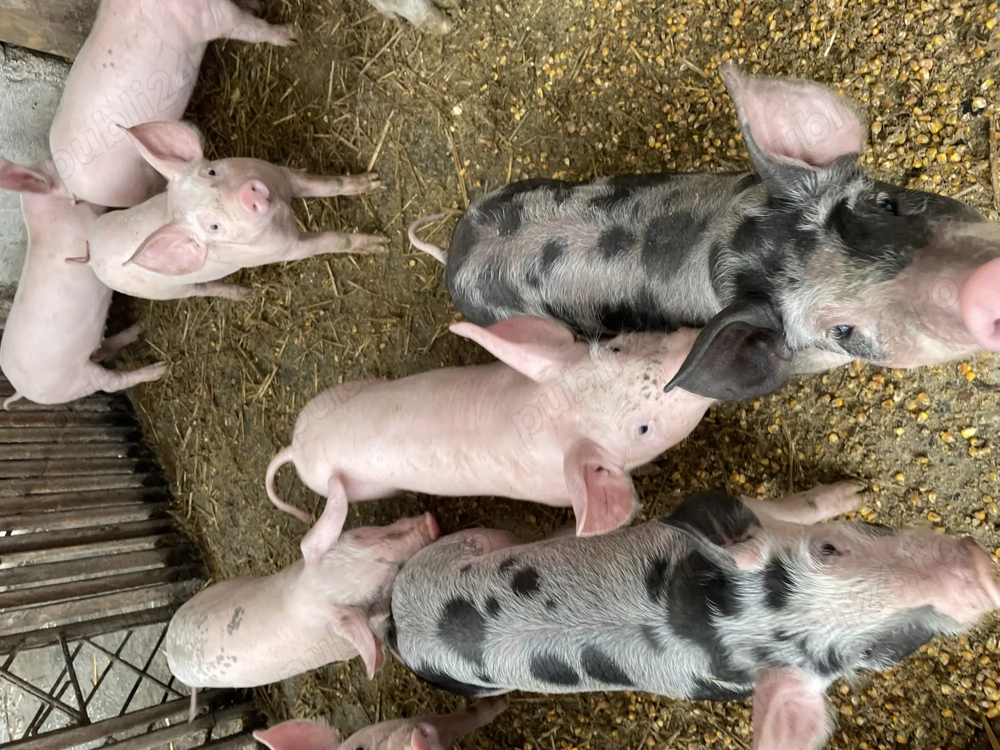 Purcei șase săptămâni 