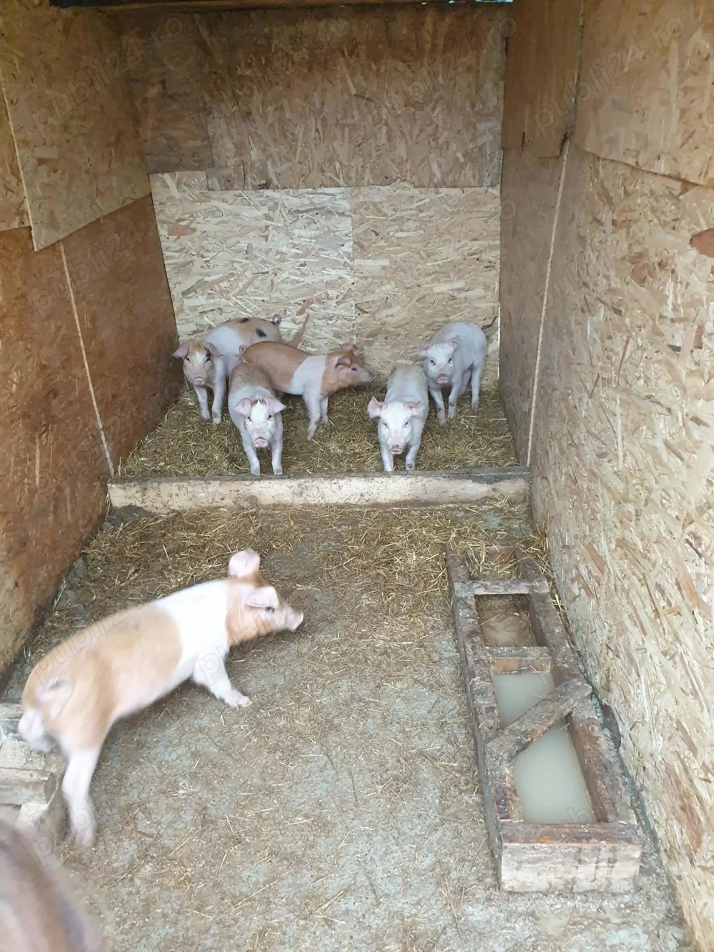 Vând purcei landrace și duroc 