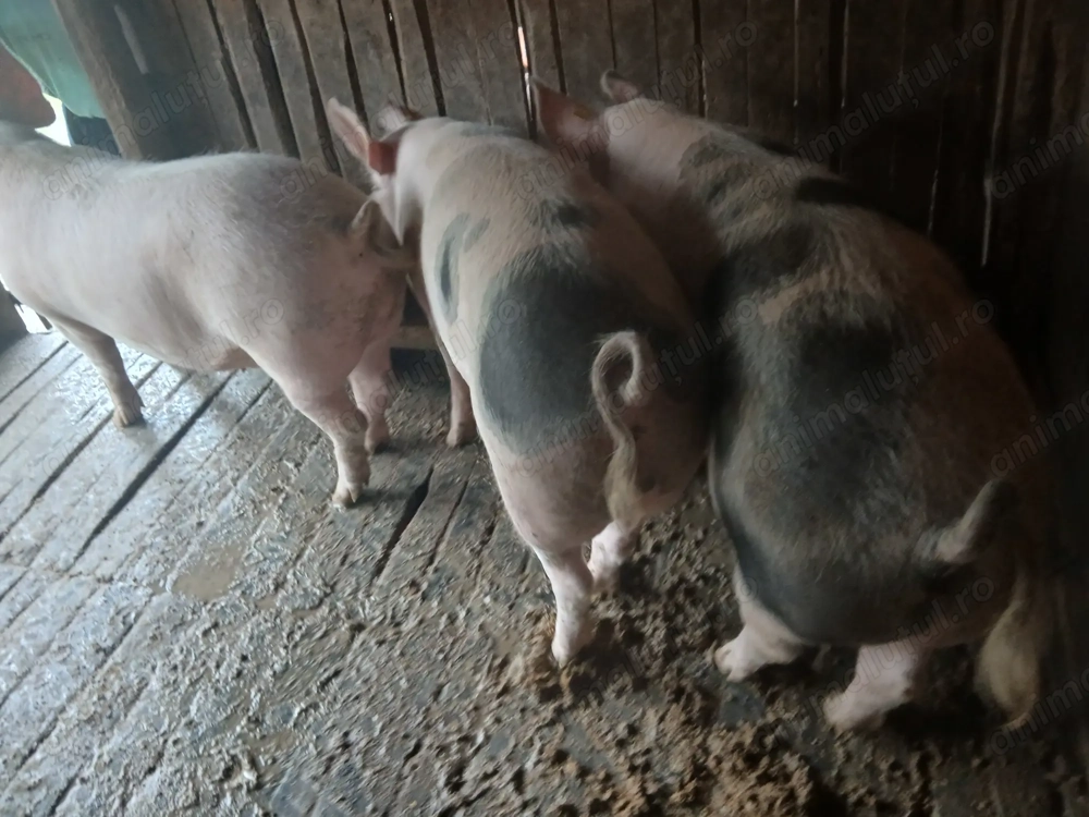 Se vinde detali la tel 