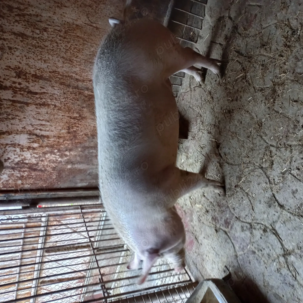 Porc de carne de vânzare 