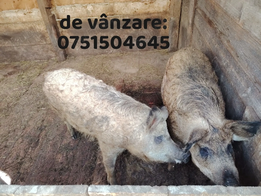 Vând porc Mangalița 