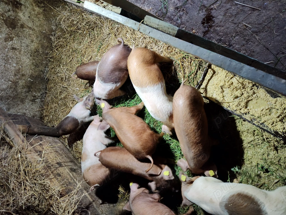 Vând purcei  de 10  săptămâni