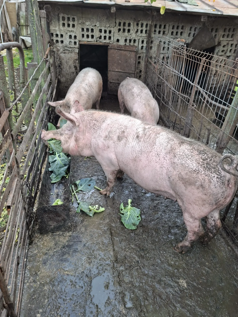 Porci de vânzare pentru sacrificat