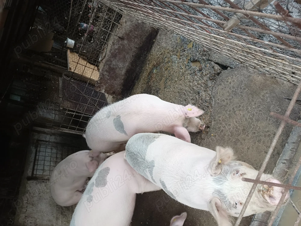 Porci crescuți în gospodarie 