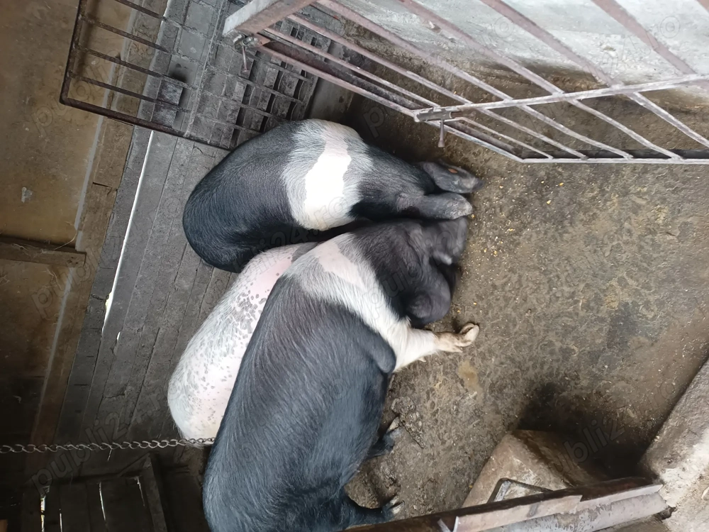 Rasa bazna și marele alb 