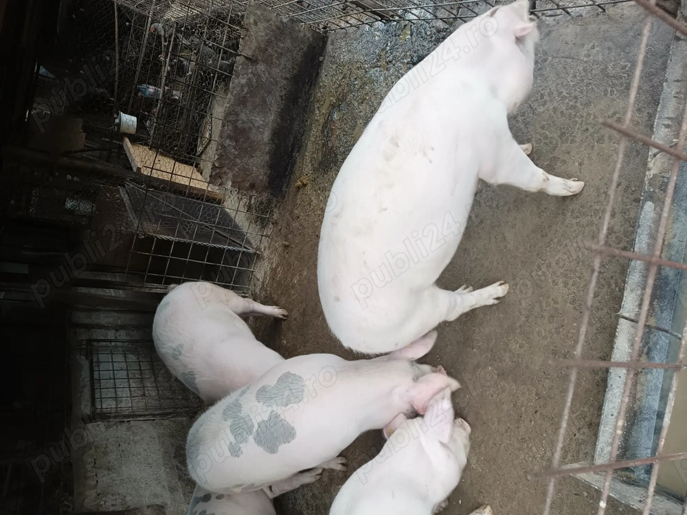 Vând porci de carne